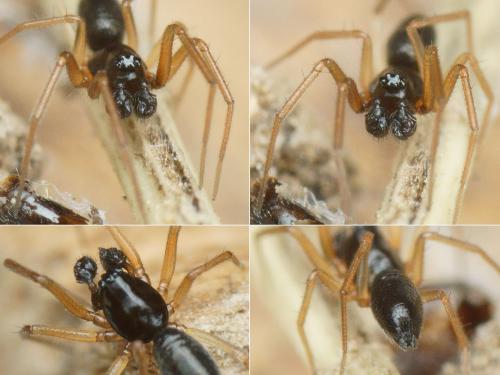 Agyneta pseudorurestris